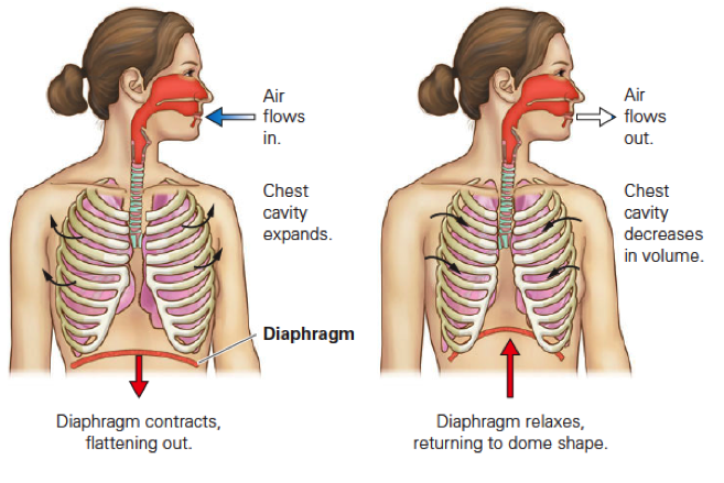 Respiratory System Quiz - Skill 1 And Skill 2 - ProProfs Quiz