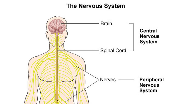 Trivia Questions Over Nervous System - ProProfs Quiz