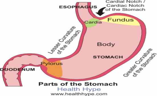 Flashcards Table on Anatomy And Physiology: Digestive, Urinary, And