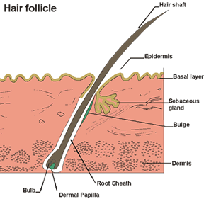 infected hair follicle picture