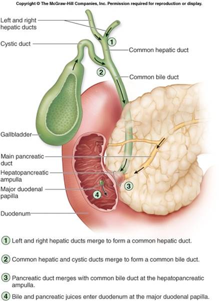 common bile duct cystic duct. -Common hepatic duct