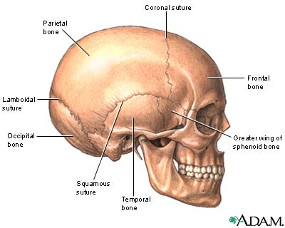   eight bones, 2 parietal, 2 temporal, frontal, occipital, sphenoid, ethmoid.