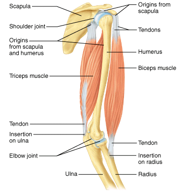 Muscle: Function / Origin / Insertion.