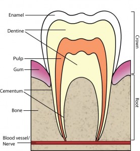 Cementum Of Tooth