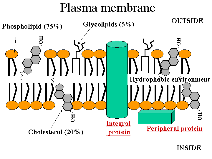 Plant And Animal Cell Membrane. Plant And Animal Cell Membrane