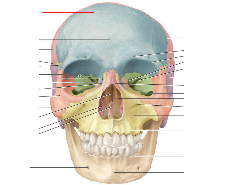 Cranial Bones And Markings Flashcards by ProProfs
