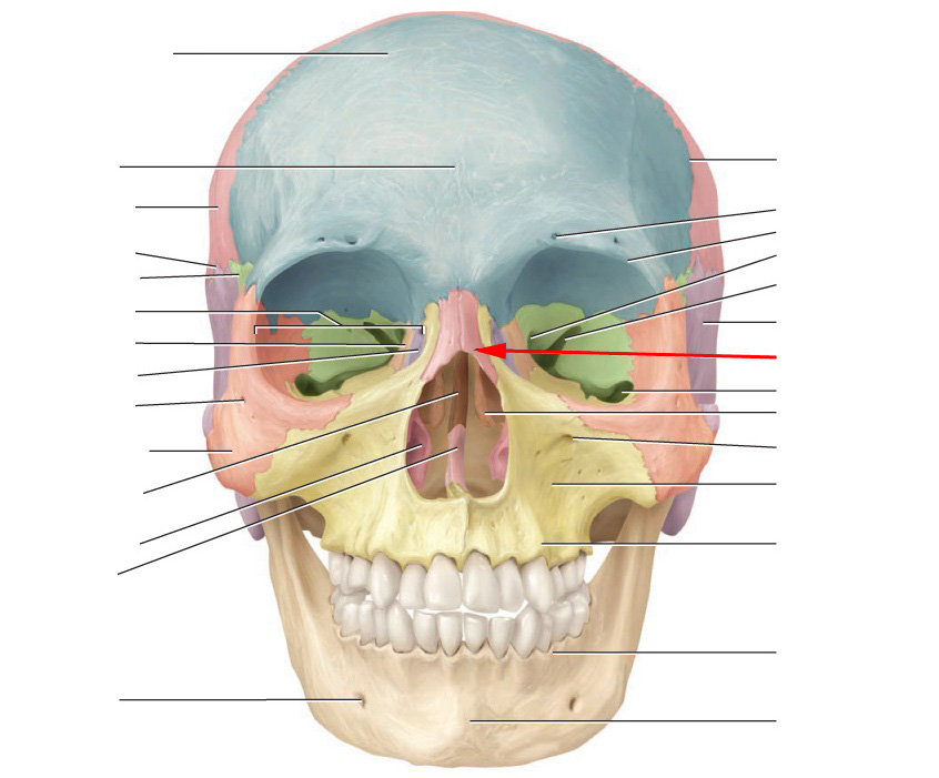 Identify These Bones of Facial Skeleton Flashcards - Flashcards