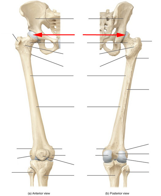 Skeletal Anatomy of the Femur - Flashcards