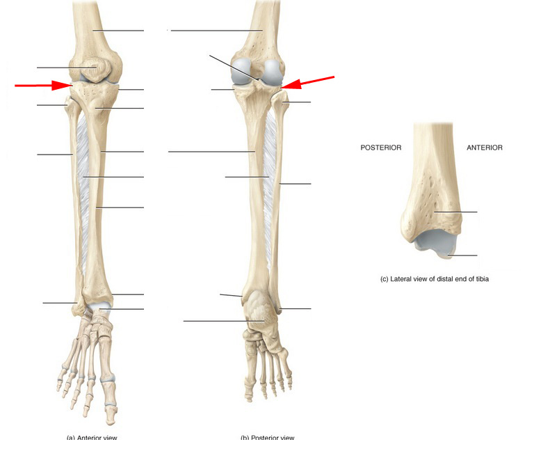 Skeletal Anatomy of the Tibia, Fibula, Ankle and Foot - Flashcards