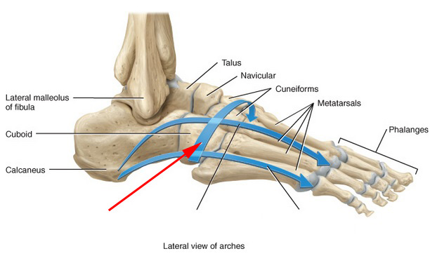 Skeletal Anatomy of the Ankle and Foot - Flashcards