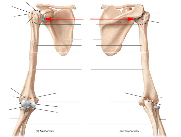 Skeletal Anatomy of Humerus - Flashcards