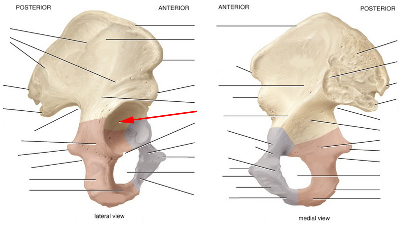 Skeletal Anatomy Of Pelvic Girdle Part I Flashcards by ProProfs