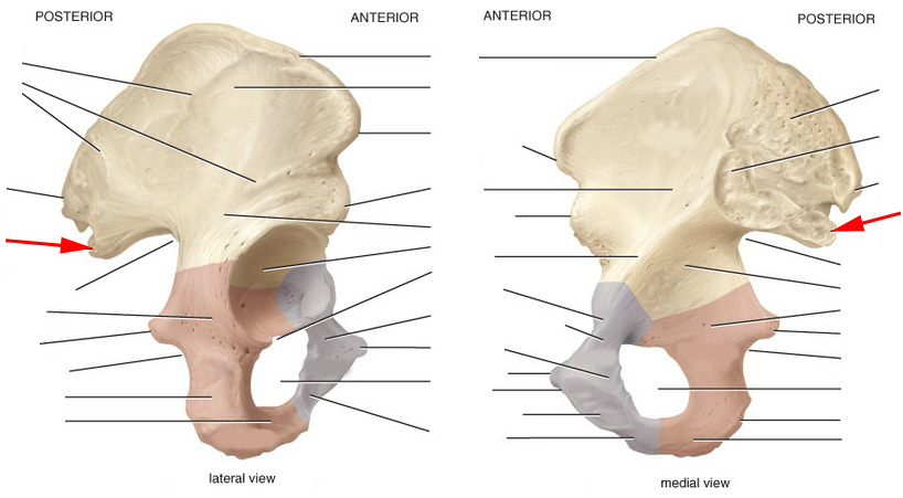 Skeletal Anatomy Of Pelvic Girdle Part I Flashcards by ProProfs