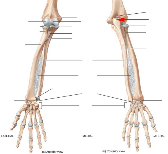 Ulna, Radius, Wrist and Hand Skeletal Anatomy - Flashcards