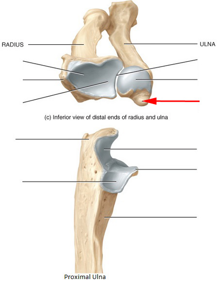 Ulna, Radius, Wrist And Hand Skeletal Anatomy Flashcards by ProProfs