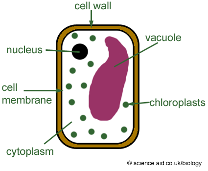 Animal Cell Organelles And Functions. soil Generic animal cell