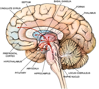 Cerebral Peduncle Anatomy