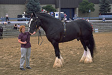 Most Famous Equine/Horses Breeds Flashcards - Flashcards