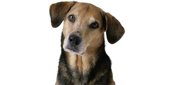 ... of the honor student were-dog in Op. H.O.U.N.D./D.O.G.-H.O.U.S.E Dog Quiz - Take or Create Dog Quizzes & Trivia - ProProfs