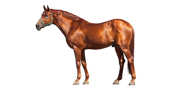 Horse Quiz - Take or Create Horse Quizzes & Trivia - ProProfs