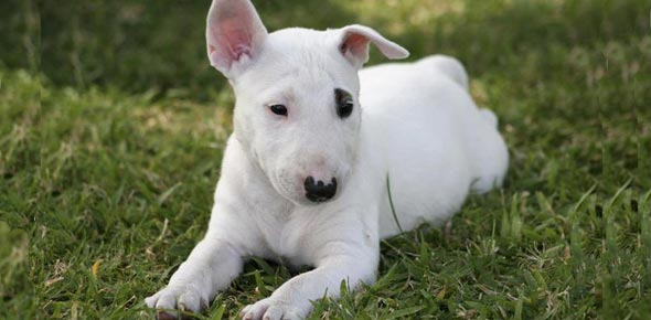 what type of is spuds mackenzie spuds mackenzie quiz take or create spuds mackenzie quizzes trivia proprofs what type of is spuds mackenzie spuds mackenzie quiz take or create spuds mackenzie quizzes trivia proprofs
