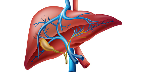 Liver Anatomy Quizzes & Trivia