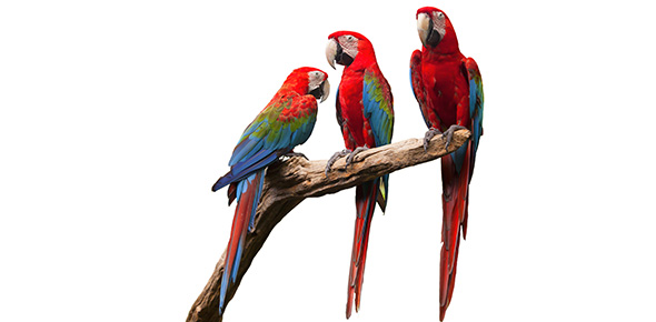 Parrot Quizzes & Trivia
