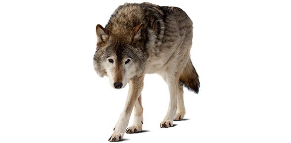 Wolf Quizzes & Trivia