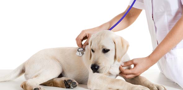 Veterinary Quizzes & Trivia
