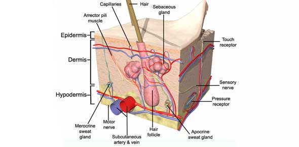 Integumentary System Quizzes & Trivia