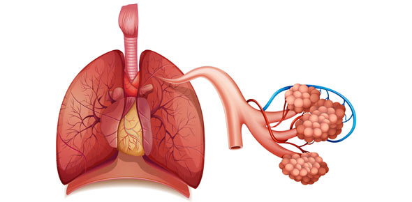 Respiratory System Quizzes & Trivia