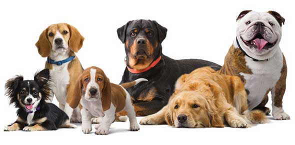 Hound Dog Breeds - Quiz