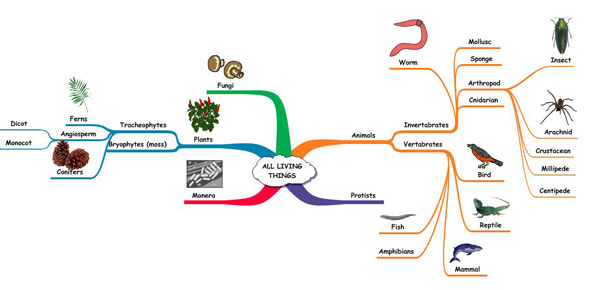 Living Things Quizzes & Trivia