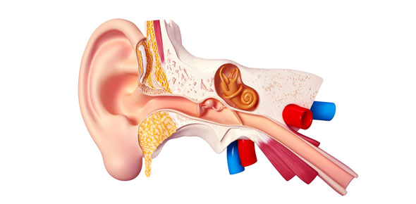 Do You Know Your Ears - Quiz