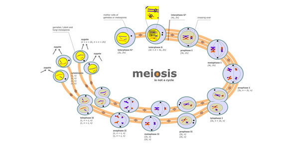 Meiosis Quizzes & Trivia