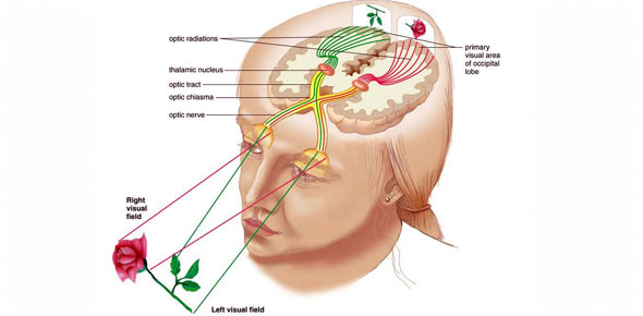 Sensory System Quizzes & Trivia