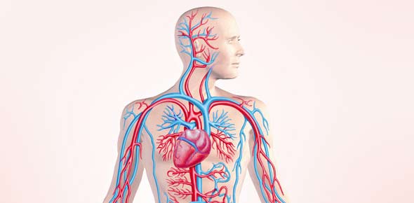 Circulatory System Quizzes & Trivia