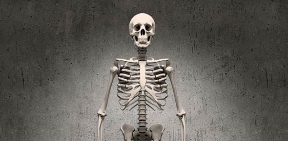 Circulation And The Skeletal Systems - Quiz