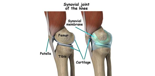Synovial Joints Quizzes & Trivia