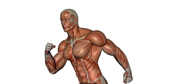 Muscular System Quizzes & Trivia