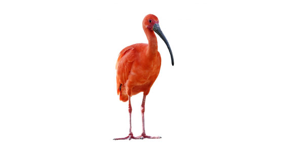 The scarlet ibis discussion questions