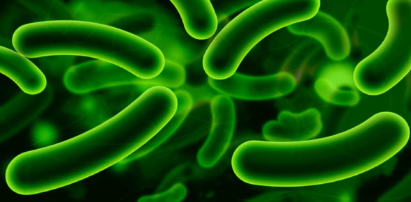 Bacteria Quizzes & Trivia