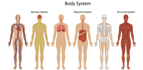 Body System Quizzes & Trivia