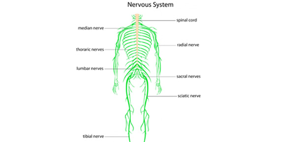 Nervous System Quizzes & Trivia