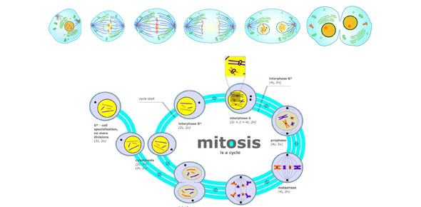 Meosis And Mitosis - Quiz