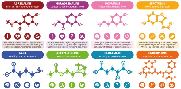Neurotransmitter Quizzes & Trivia
