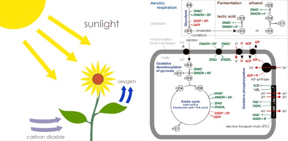 Photosynthesis And Cellular Respiration Quizzes & Trivia