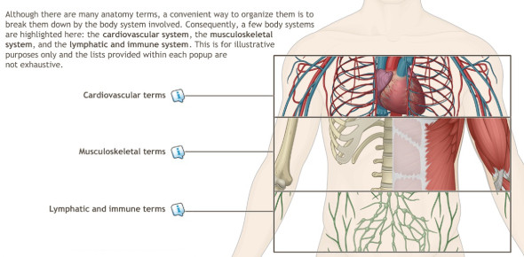 Human Anatomy Quizzes & Trivia