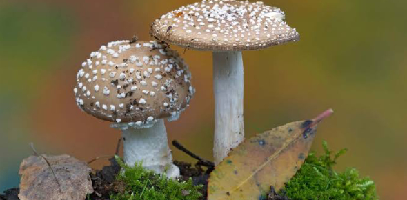 Fungi Quizzes & Trivia