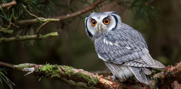 Are You An Owl Expert? - Quiz